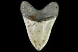 Fossil Megalodon Tooth - North Carolina #108881-2